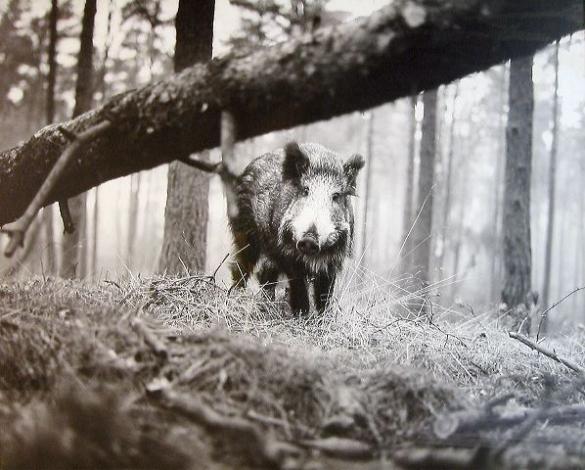 Afbeelding van het kunstwerk 'wild varken' van Wim Steffen