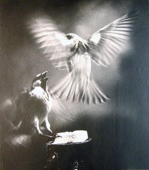 Afbeelding van het kunstwerk 'vogels' van Wim Steffen